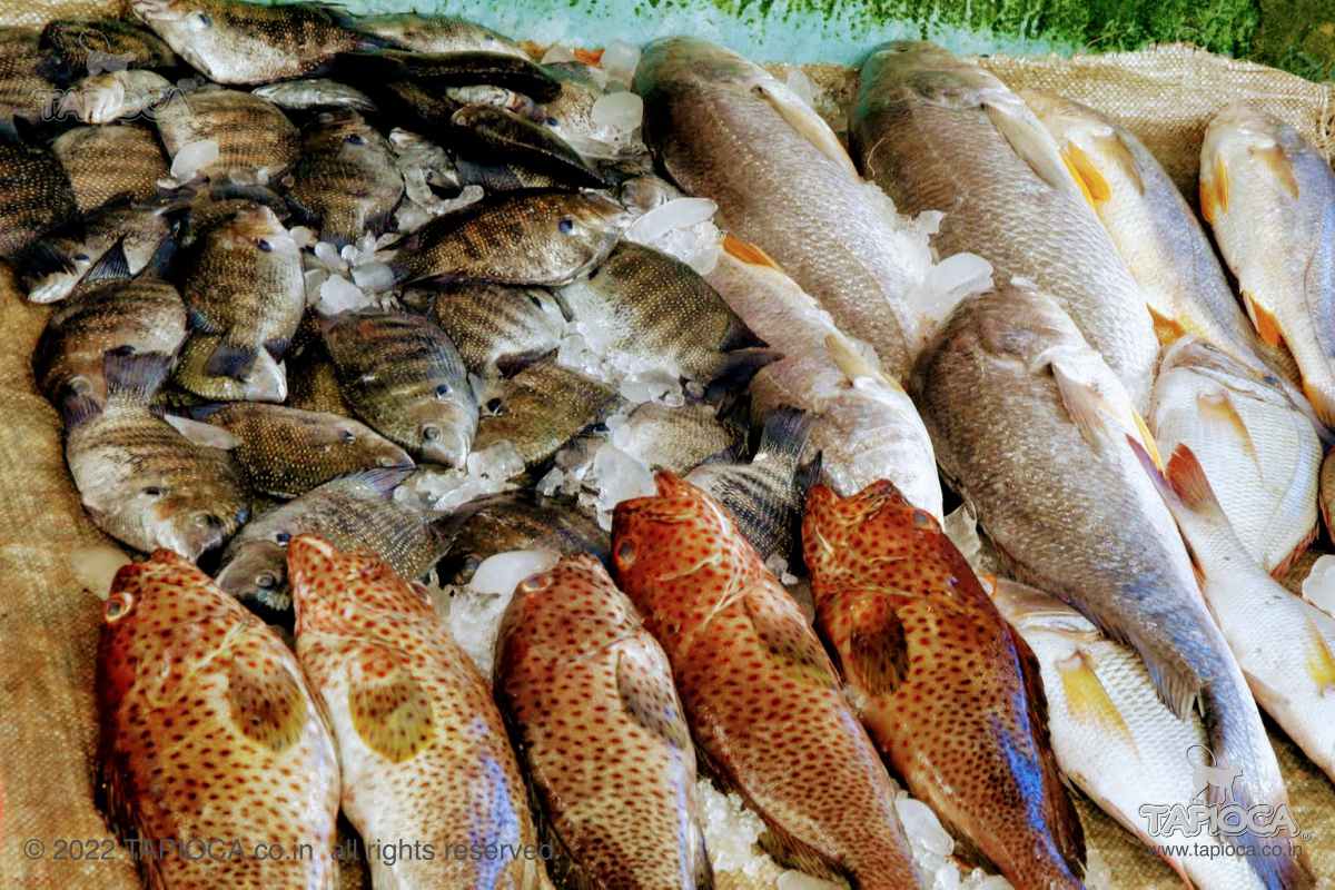 Fresh catch of the day at Fort Kochi market